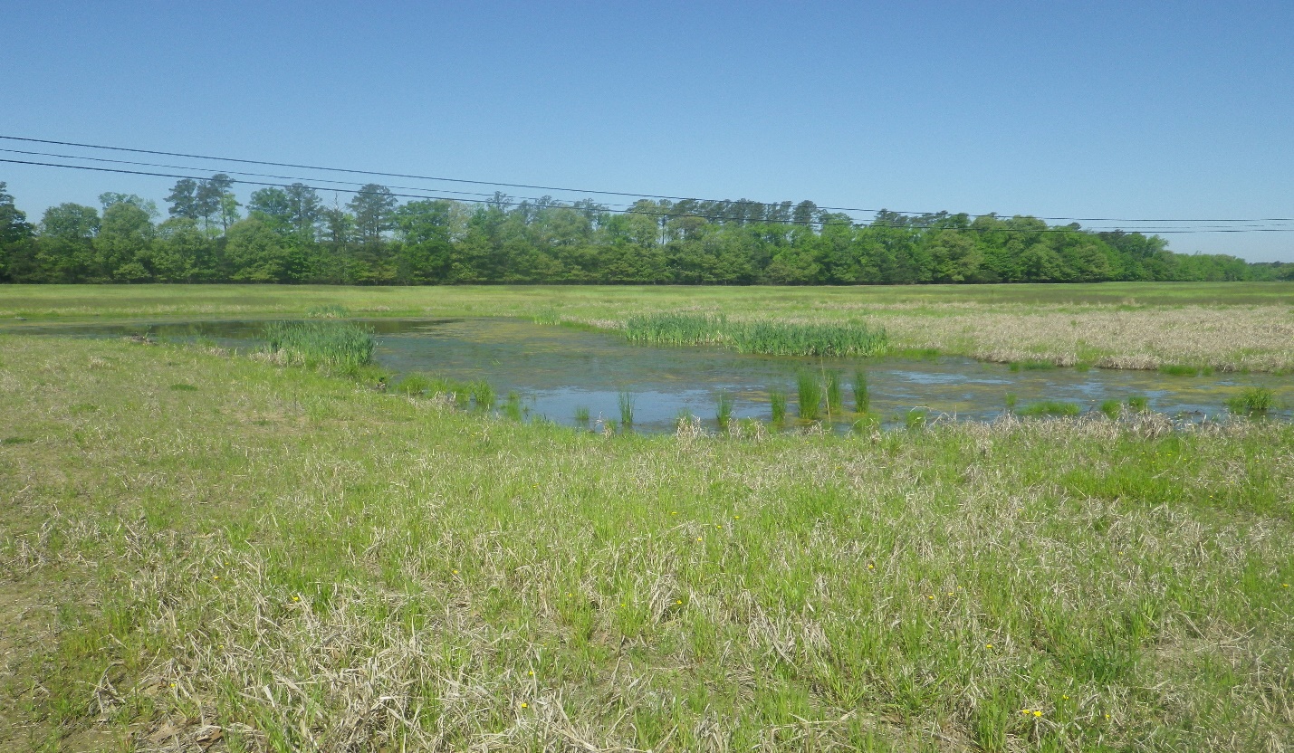 KUDNER FARM WETLAND RESTORATION – partnership between Queen Anne’s County and Midshore Riverkeeper Conservancy
